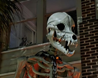 Wolf Skull for 12 Foot Skeleton