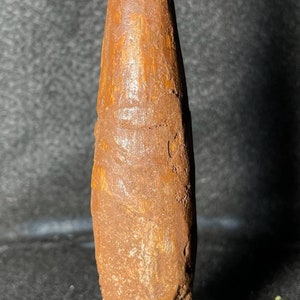 Spinosaurus Tooth