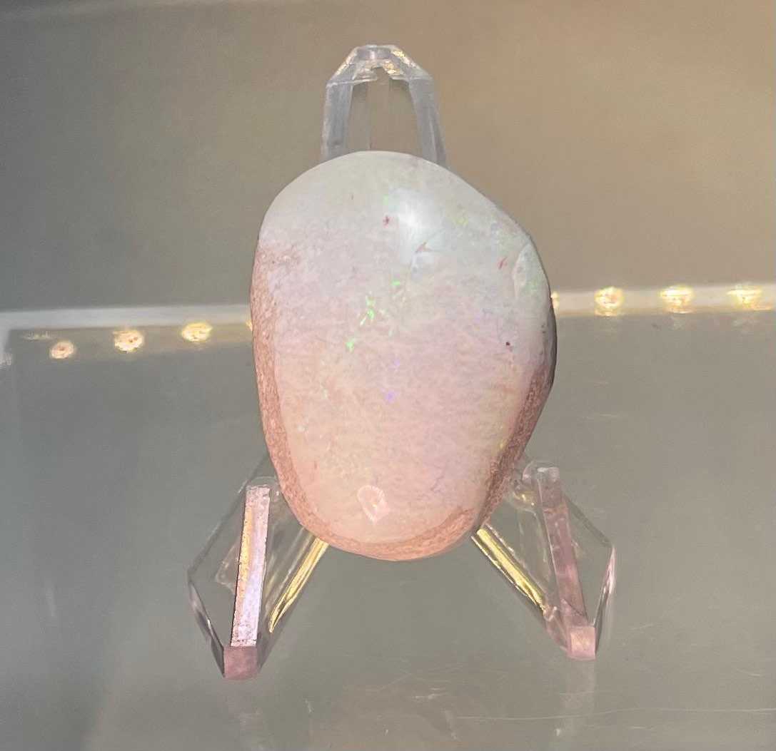 Opalized Clam Shell Etsy