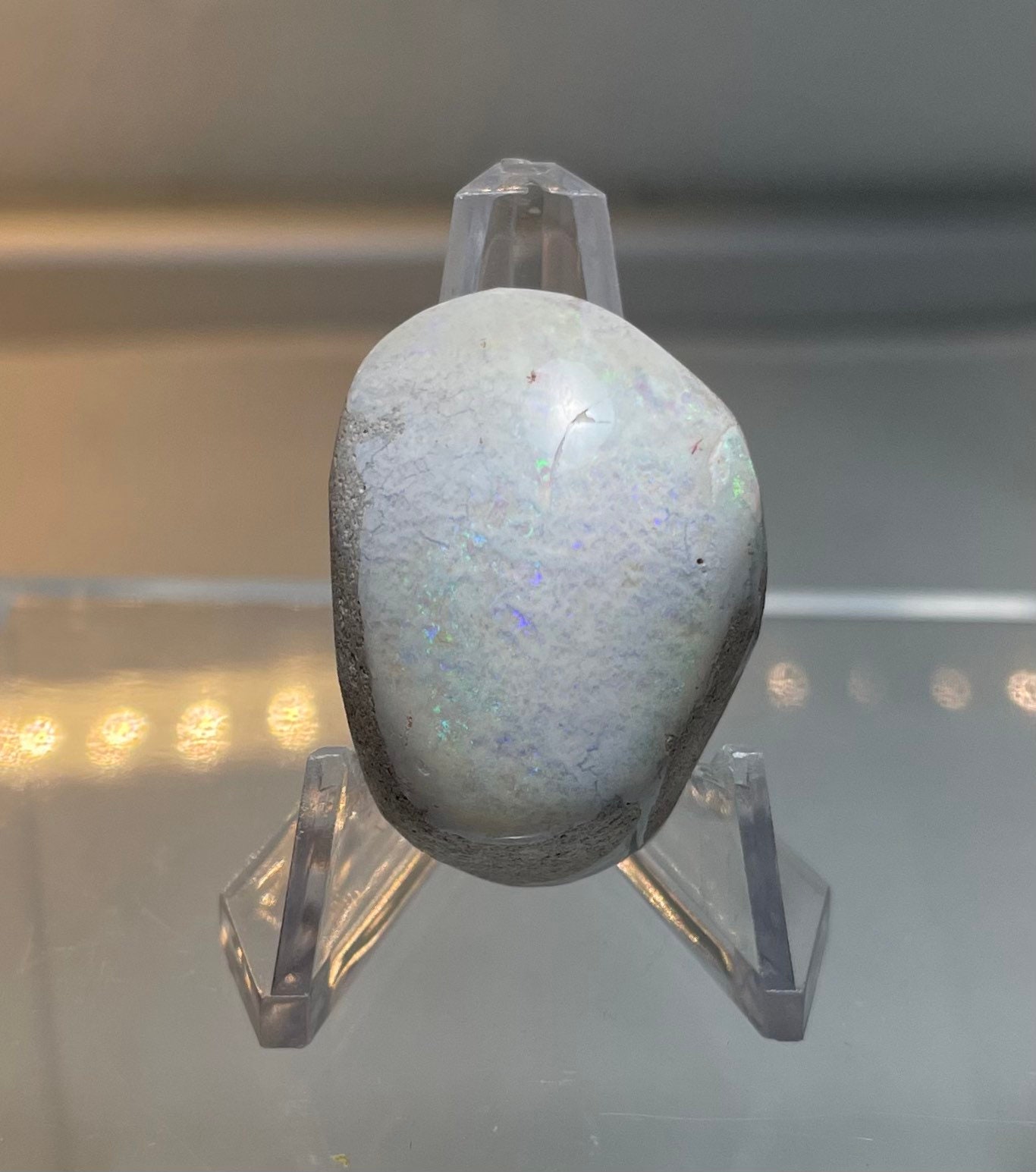 Opalized Clam Shell Etsy