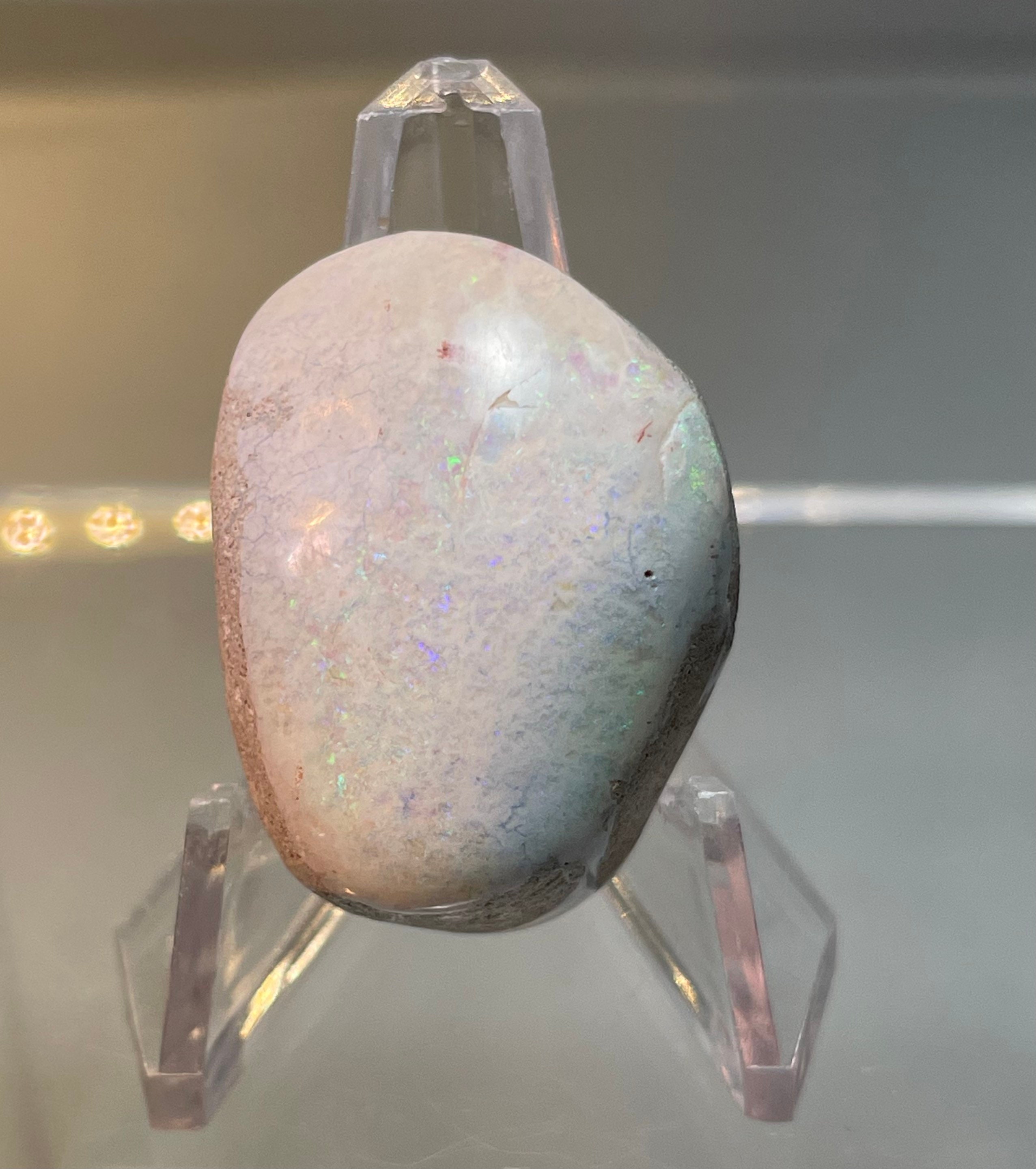 Opalized Clam Shell Etsy