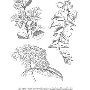Digital Download Victorian Botanticals, Victorian Flowers, Fussy Cut Botanicals, Journal Supplies