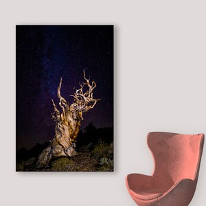 May include: A framed print of a gnarled, ancient tree under a starry night sky. The tree's textured bark and twisted branches are illuminated against the dark background. The print hangs on a white wall next to a coral-colored armchair.