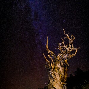 May include: A night landscape featuring a gnarled, ancient tree silhouetted against a starry sky. The Milky Way is visible, with a gradient of colors from deep purple to orange. The tree's textured bark and twisted branches are illuminated.