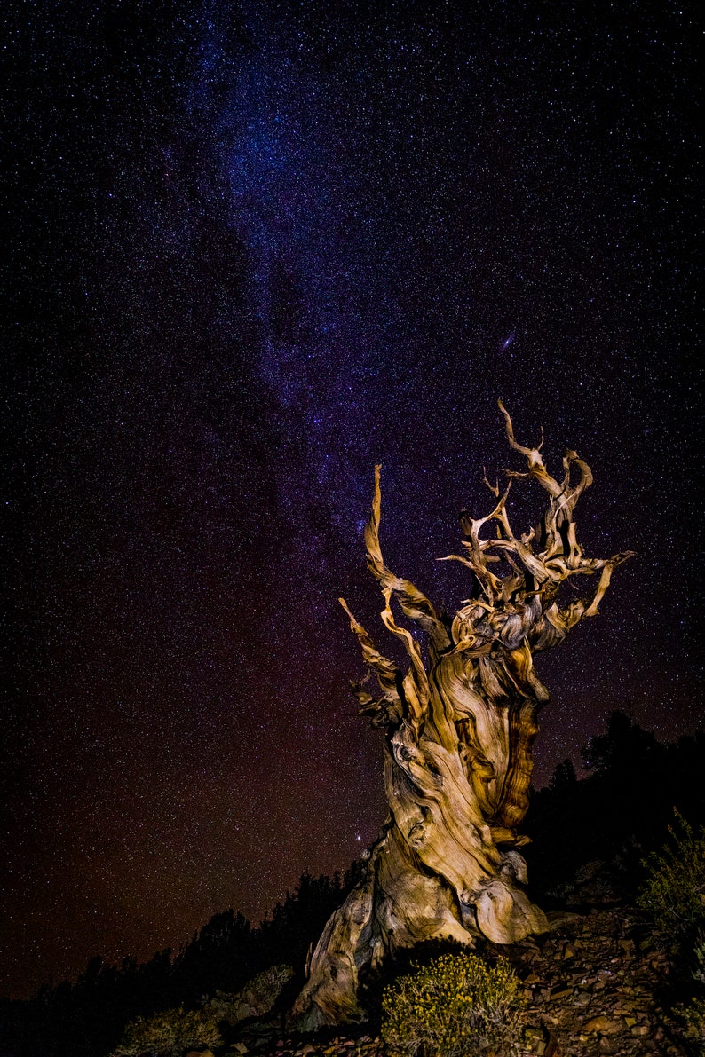 May include: A night landscape featuring a gnarled, ancient tree silhouetted against a starry sky. The Milky Way is visible, with a gradient of colors from deep purple to orange. The tree's textured bark and twisted branches are illuminated.