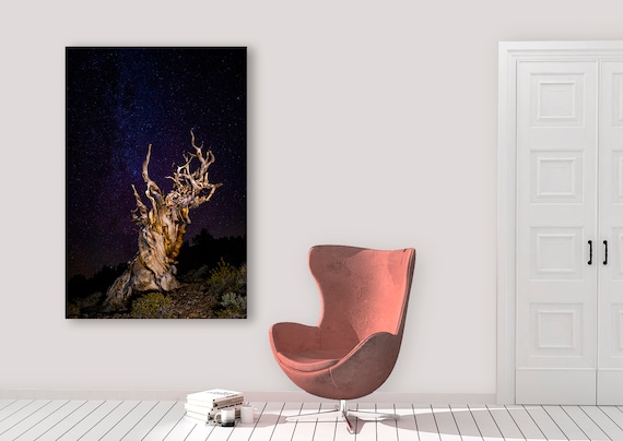 Galaxy Night Sky Photography with Ancient Tree | Outdoor Nature Wall Art | Bristlecone Pine Milky Way Photo Metal Print Home Wall Decor