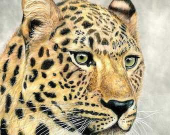 Leopard color pencil drawing