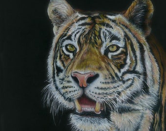 Tiger color pencil drawing