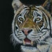 see more listings in the Color Pencil Art section