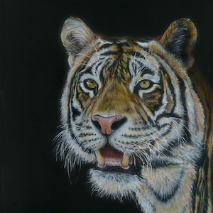 Tiger color pencil drawing