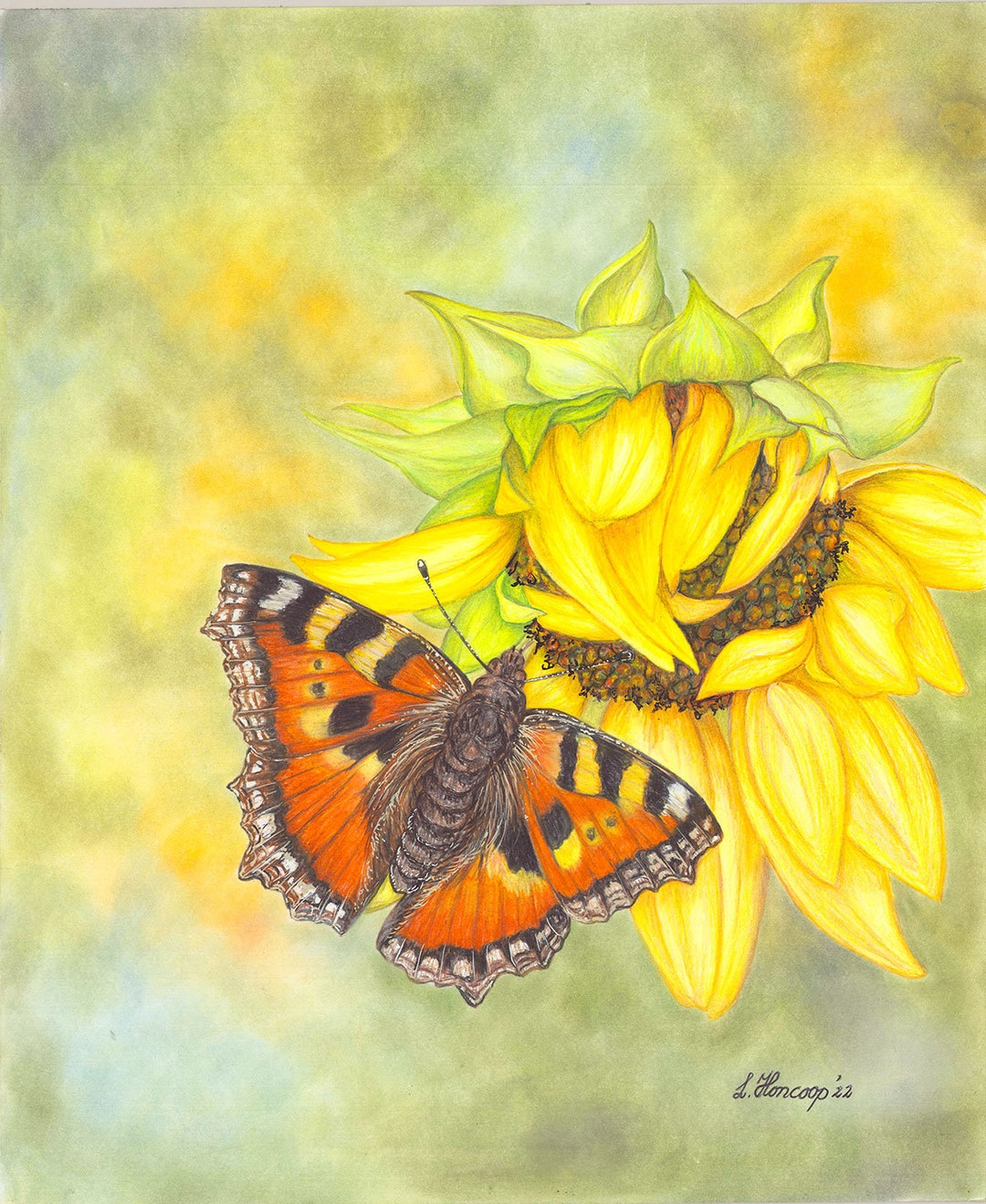 Butterfly on Sunflower Color Pencil Drawing - Etsy