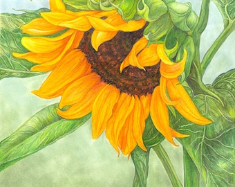 Sunflower #3 color pencil drawing