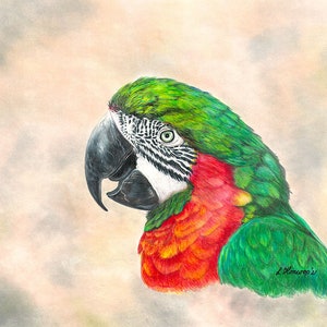 オウムの絵 | 5インチ×7インチのオリジナルアート | 色鉛筆アート