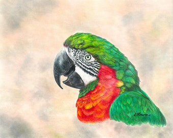 オウムの絵 | 5インチ×7インチのオリジナルアート | 色鉛筆アート