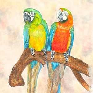 Parrot, Pair (Apart) #2 color pencil drawing