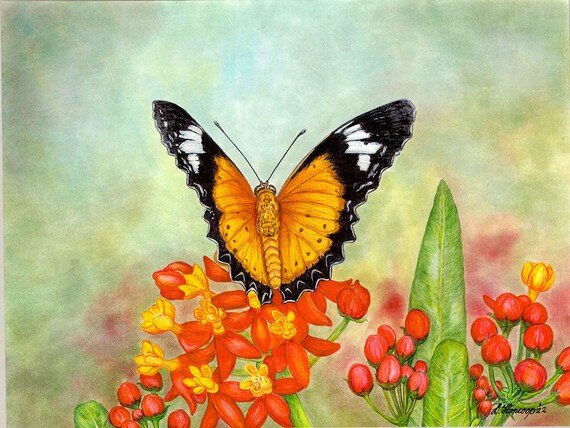 Color drawing butterfly set - Stock Illustration [69004978] - PIXTA