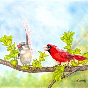 Talking To the Wing (2 cardinals) color pencil drawing