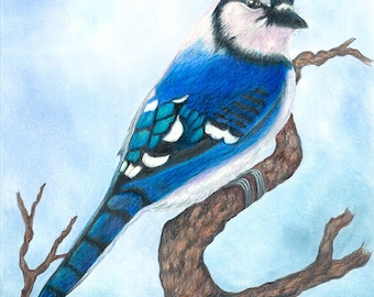 Blue Jay #1 color pencil drawing