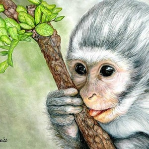 Baby Monkey color pencil drawing