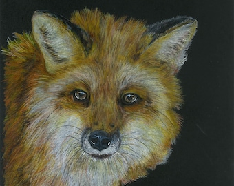 Fox color pencil drawing