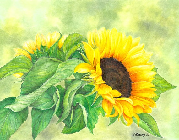 Sunflower #1 Color Pencil Drawing - Etsy