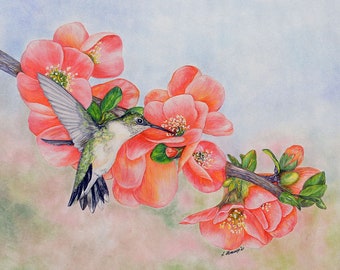 Hummingbird on Quince color pencil drawing