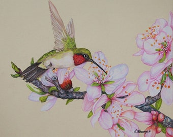 Hummingbird on Almond Blossom color pencil drawing