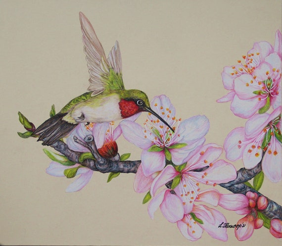 アーモンドの花の上のハチドリの色鉛筆画 - Etsy 日本