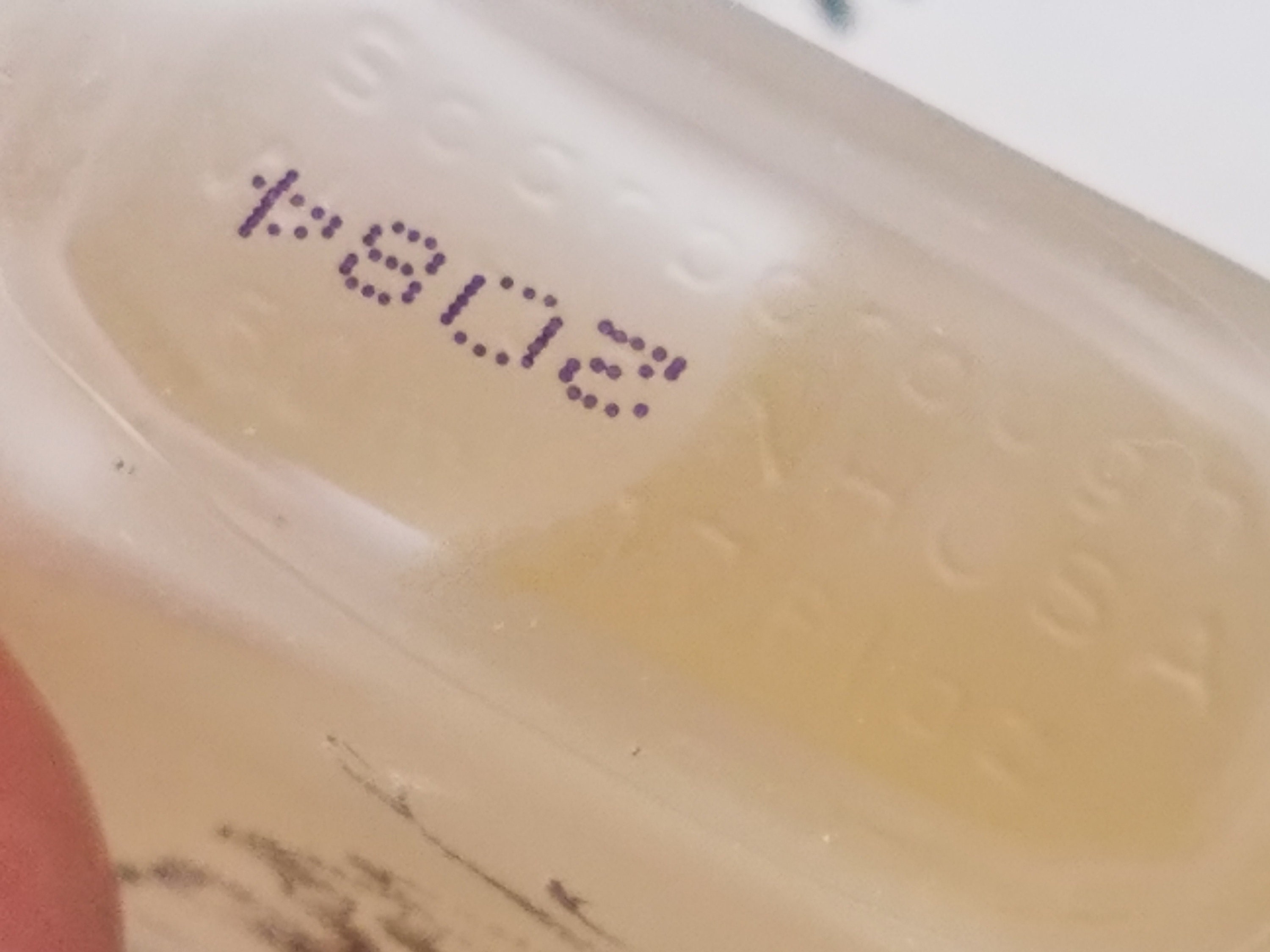 香水(ユニセックス) Scarborough & company southampton rose Scarborough & Company Southampton Rose Edt Spray Unboxed NEW 1.7