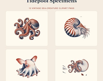 Conjunto de imagens PNG de cefalópodes: 12 ilustrações vintage de criaturas marinhas, download digital transparente.