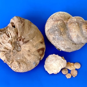 Rare Fossilized Sea Shells, 4&quot; Gastropod & Ammonite Fossils, Oman Arabian Peninsula Ancient Sea Creatures, Homeschool Paleontology Supply