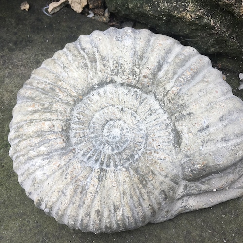 Garden Fossil Ammonite Small size