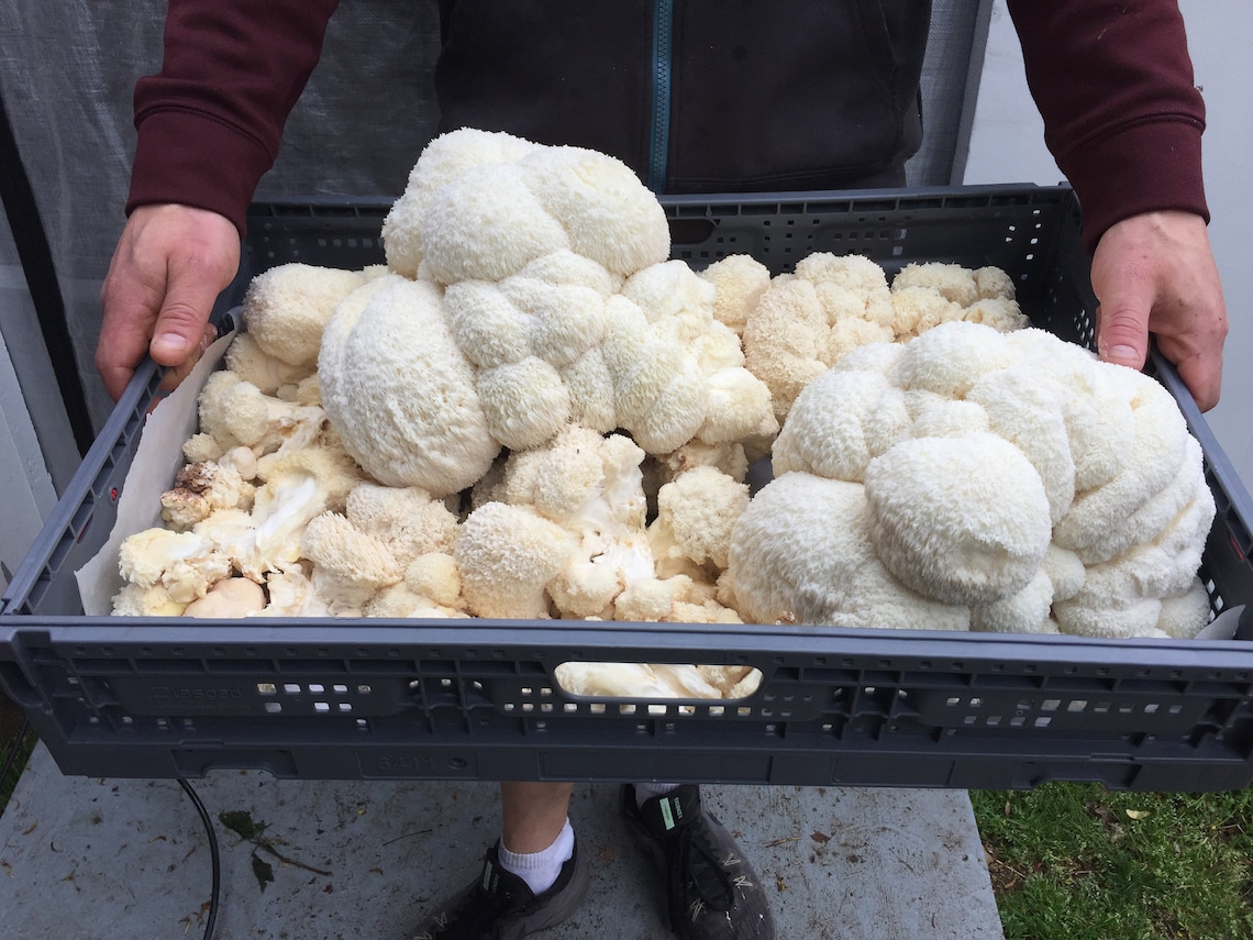 1lb Fresh Certified Organic Lion's Mane Mushrooms Grown Etsy 1lb Fresh Certified Organic Lion's Mane Mushrooms Grown Etsy