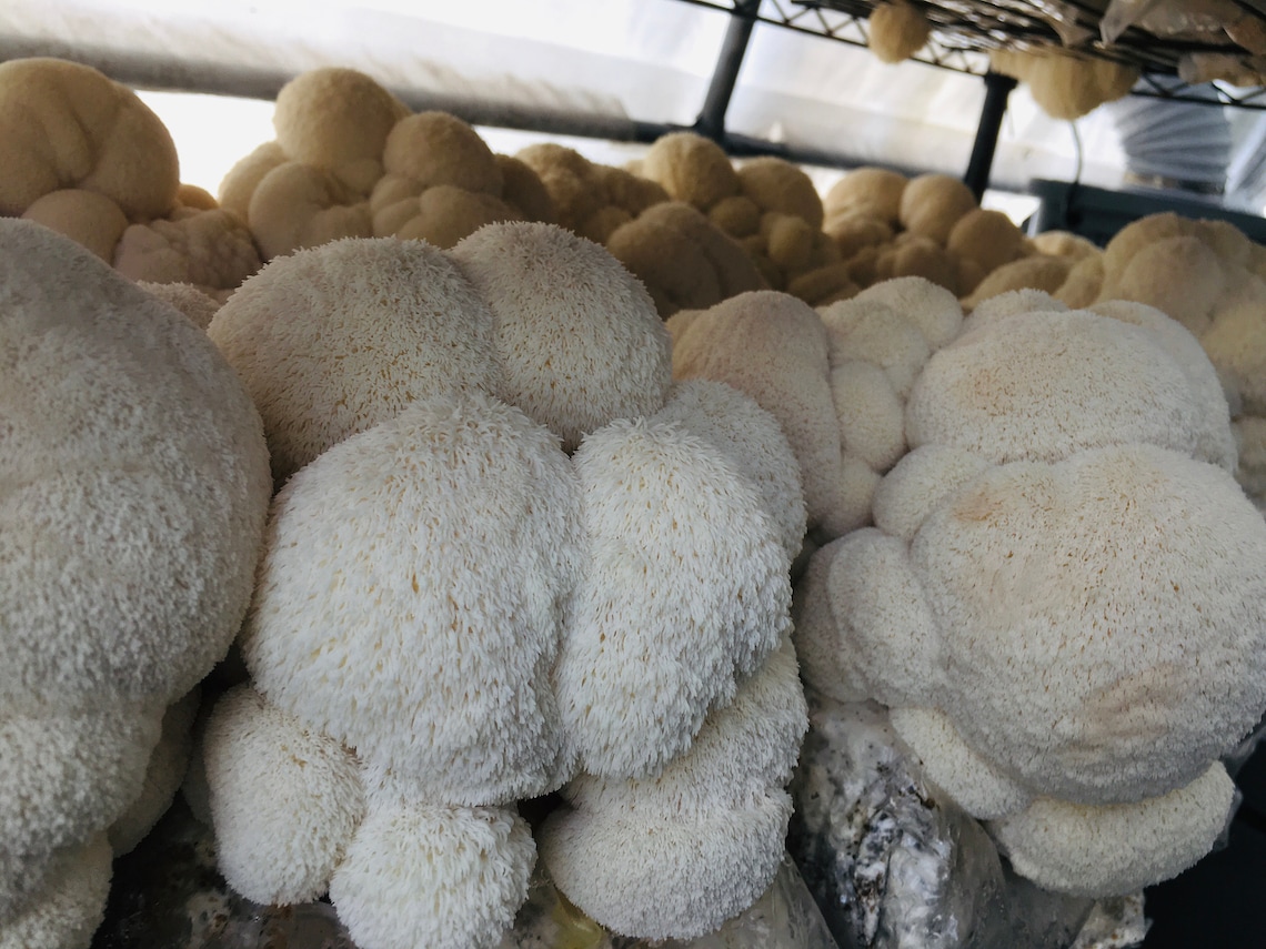 1lb Fresh Certified Organic Lion's Mane Mushrooms Grown Etsy 1lb Fresh Certified Organic Lion's Mane Mushrooms Grown Etsy