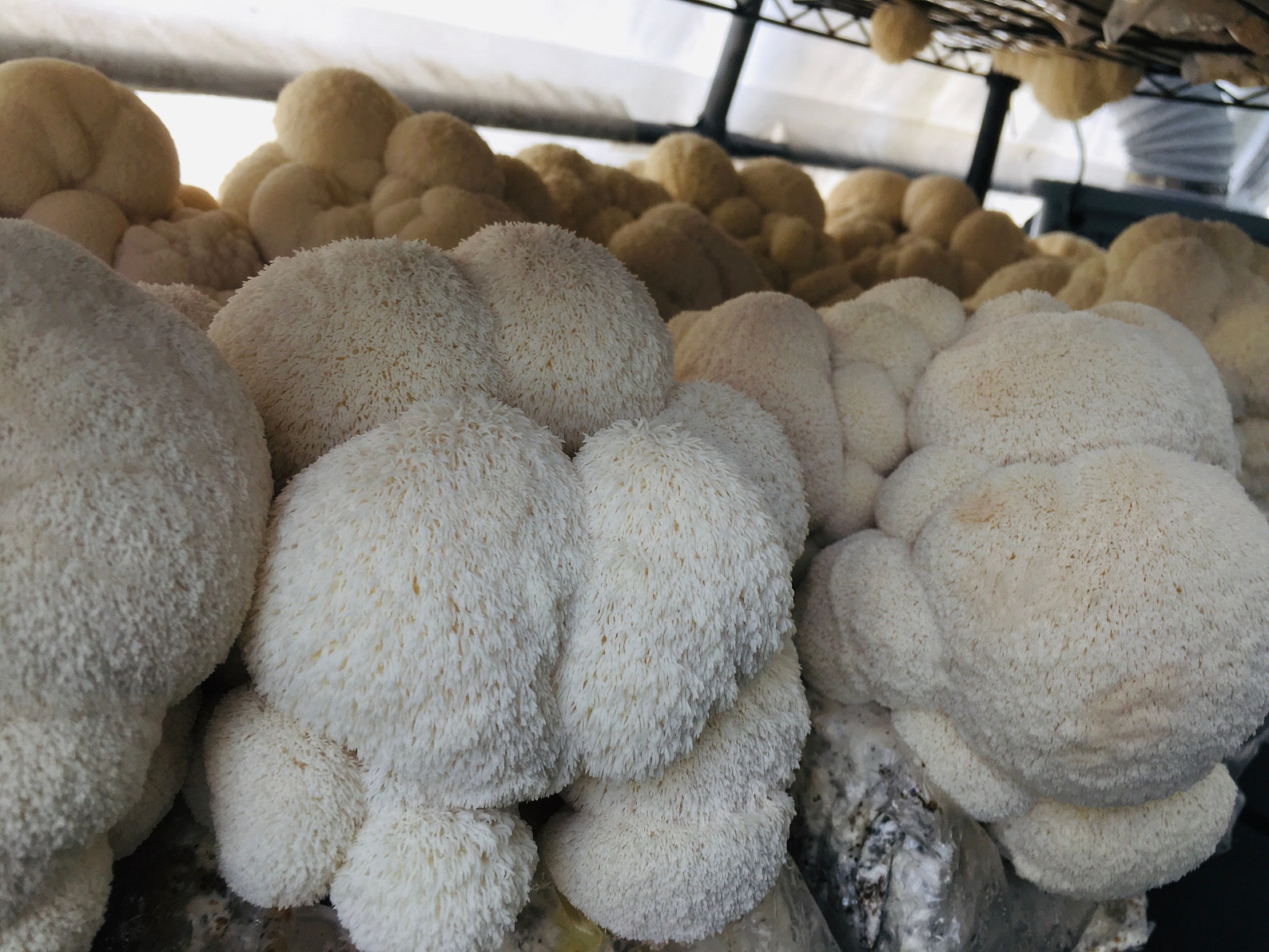 1lb Fresh Certified Organic Lion