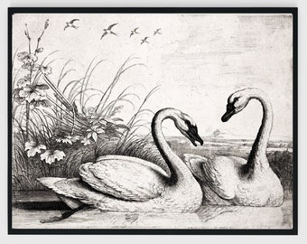 Vintage 18th Century Swans Downloadable Printable Wall Artwork Gothic and Rustic Chic Art Sketch - Print at Home