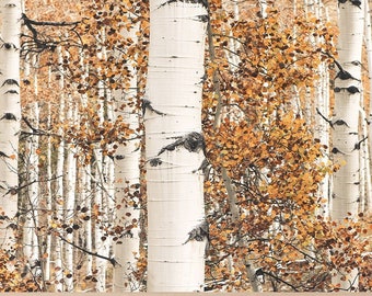 Samsung Frame Birch Trees TV Art | Nature Frame Art | TV Artwork | Neutral Mood TV Art Print | Boho Nature