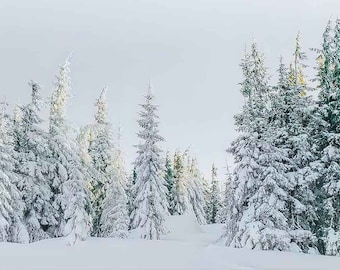 Samsung Frame TV Art Winter Trees | Holiday Artwork | Snowy Christmas | Holiday Frame TV