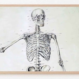 Halloween Samsung Frame TV Art Vintage Skeleton Diagram / Samsung Art TV / Descarga digital para Samsung Frame