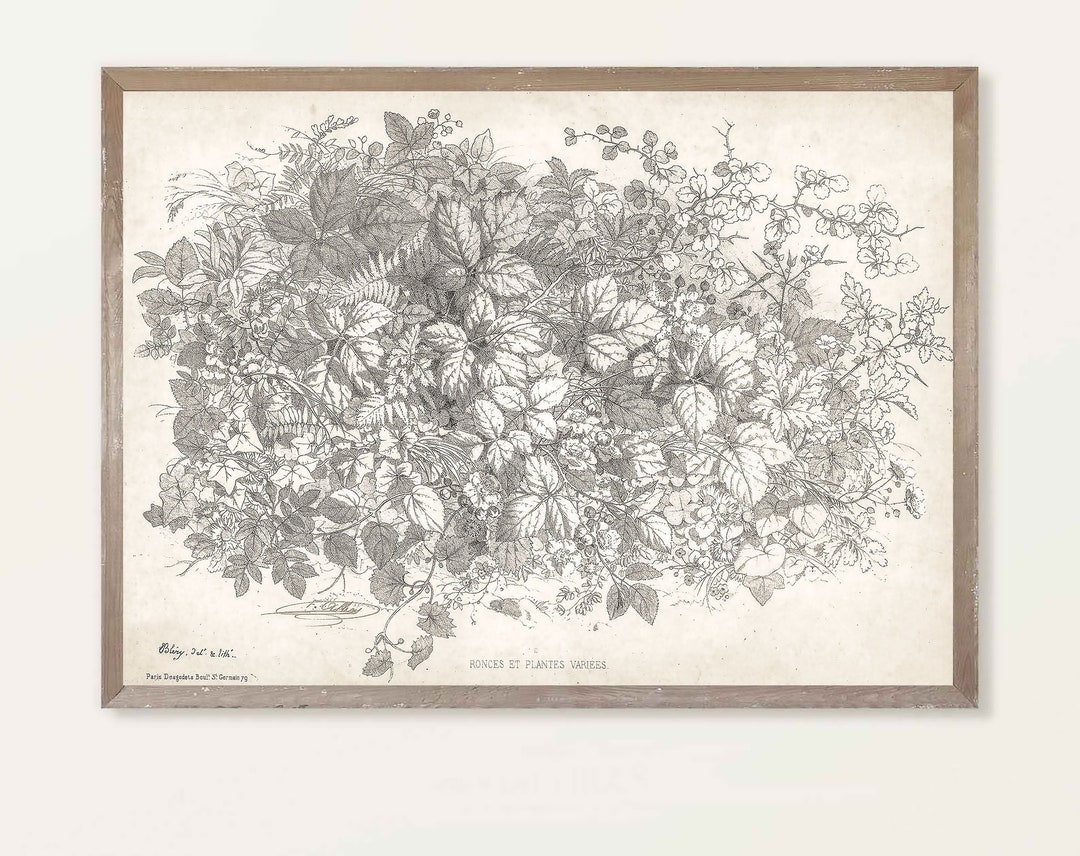 Printable PLUS Samsung Frame TV Art Vintage Drawing Leaves Botanical ...