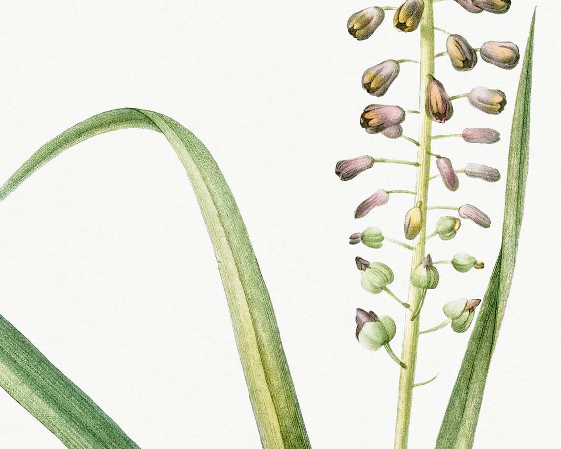 Set of 2 Vintage Botanical PRINTABLE ART Vintage Herbal - Etsy