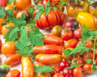 Heirloom Mix Tomato Seeds | Colorful Rainbow Tomatoes | Farmer's Market Blend | Cherry, Beefsteak, Slicing, Paste, & Grape types | 15 seeds