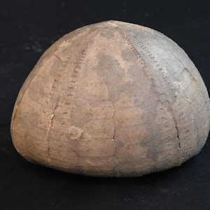 Riccio di mare fossile Echinocorys Tenuituberculata Nizan Haute Garonne Francia 278g