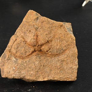 Stella marina fossile asteroidea indet di Katian Marocco 80x79mm