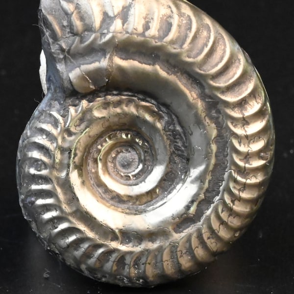 Ammonite Pyritized Hildoceras Toarcien France 41mm pyrite pyrite fossil