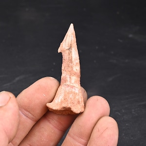 Dente di pesce sega fossile Onchopristis Numidius dal Marocco Squalo 56mm