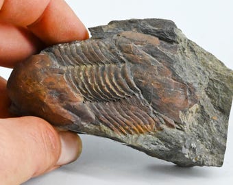 化石魚 Hakelia laticauda レバノン産白亜紀後期 n15 セノマニアン