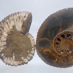 Ammonite Douvilleiceras cut in half polished 170mm amonite Fossil