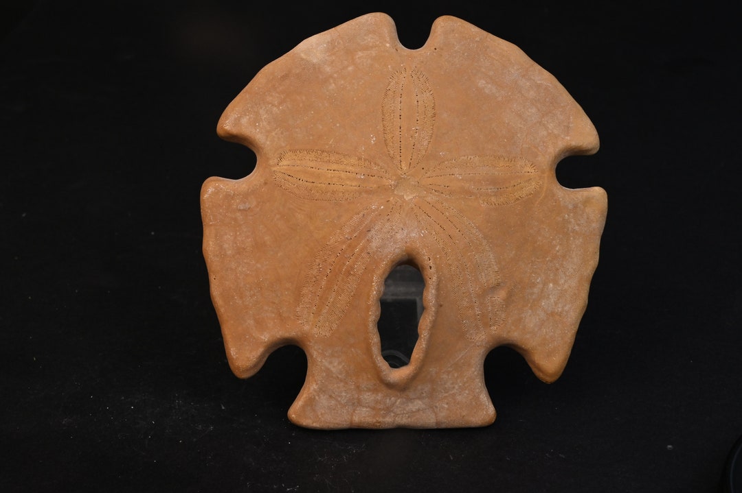 Fossil Sea Urchin Encope Californicus Sand Dollar Pleistocene Mexico ...