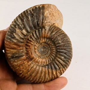 Ammoniet Parkinsonia Bajocian Sengenthal Duitsland amoniet 93 mm fossiel
